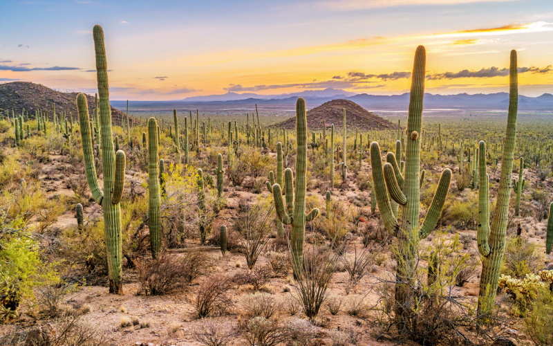 Пустыня Сонора - один из новых рекордсменов по самой высокой температуре поверхности Земли.