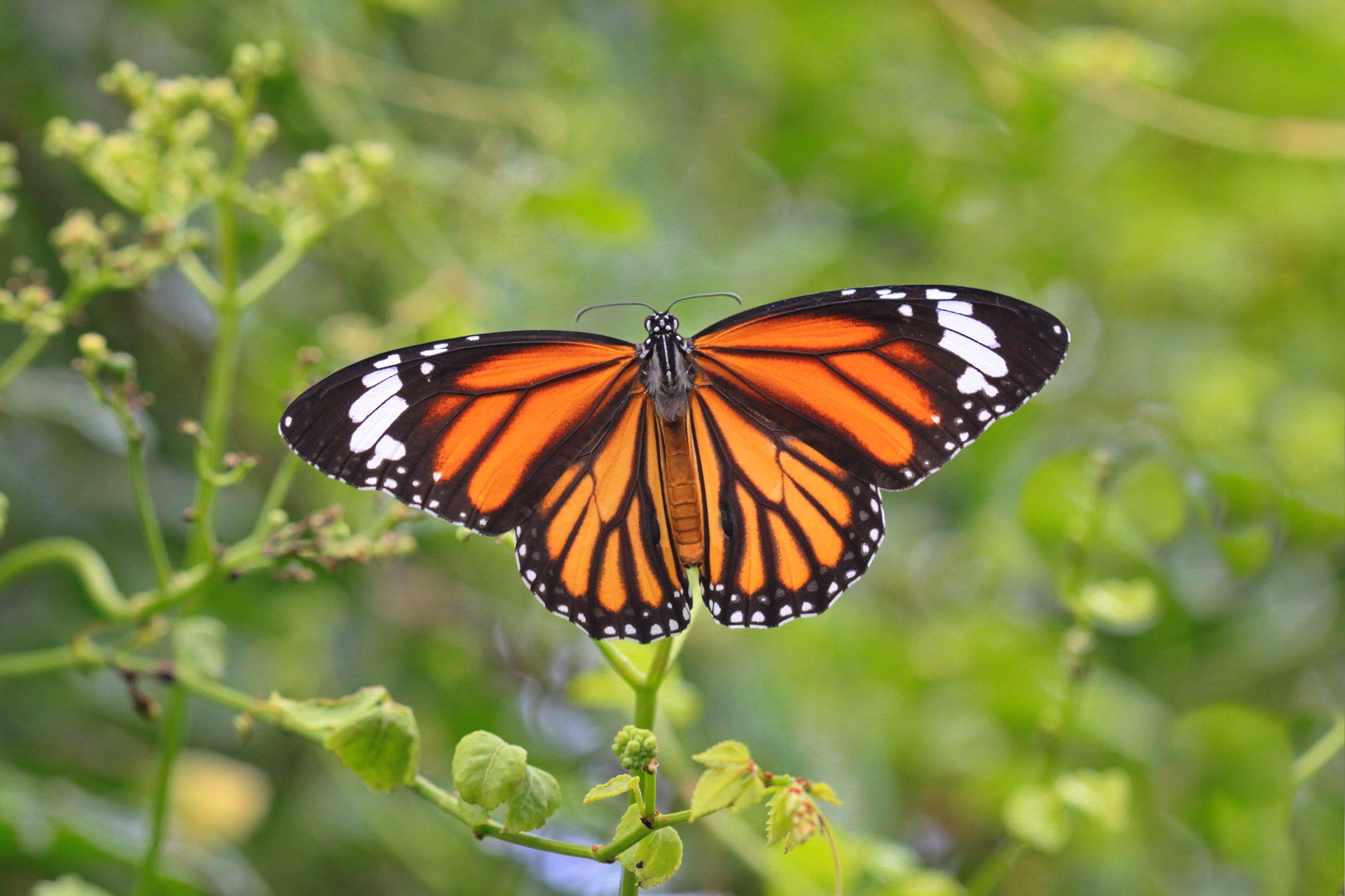 Популяция бабочек-монархов приближается к исчезновению.