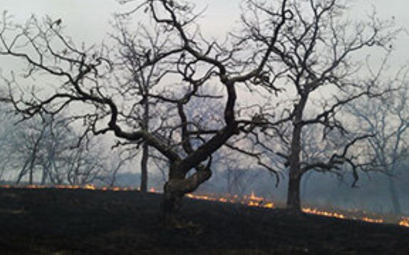 Дубы саванны во время весеннего пожара на участке долгосрочных экологических исследований.