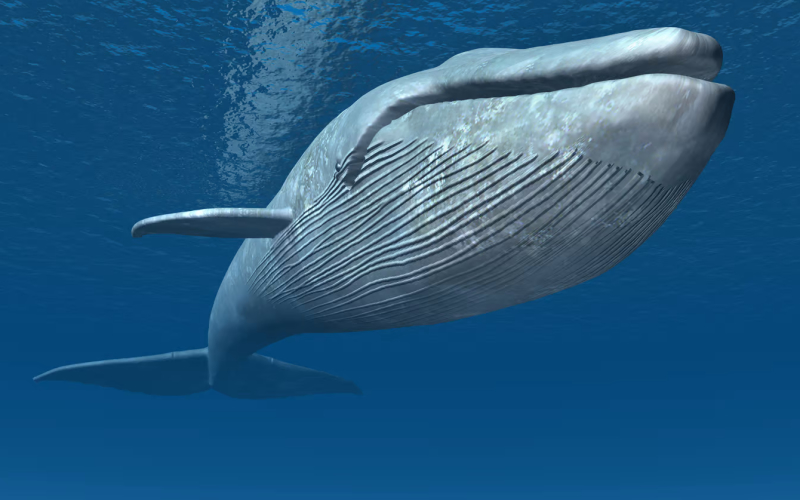 Новое исследование предполагает, что синие киты могут потреблять до 10 миллионов микропластиковых частиц каждый день.