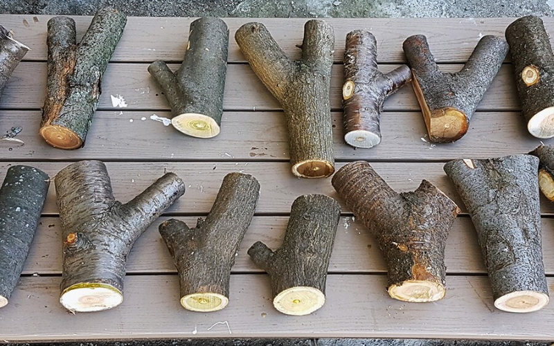 Некоторые из вилок деревьев, использованных в исследовании.