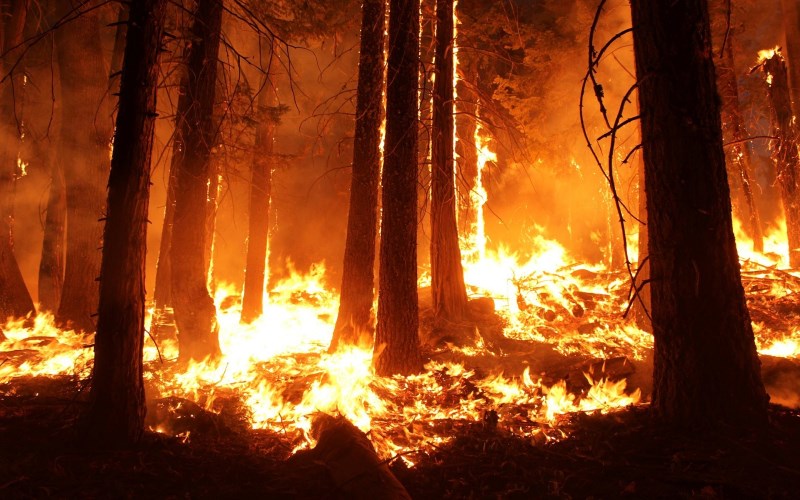 Лесные пожары, охватившие Калифорнию в этом году, могут нанести серьезный ущерб окружающей среде вследствие изменения климата.