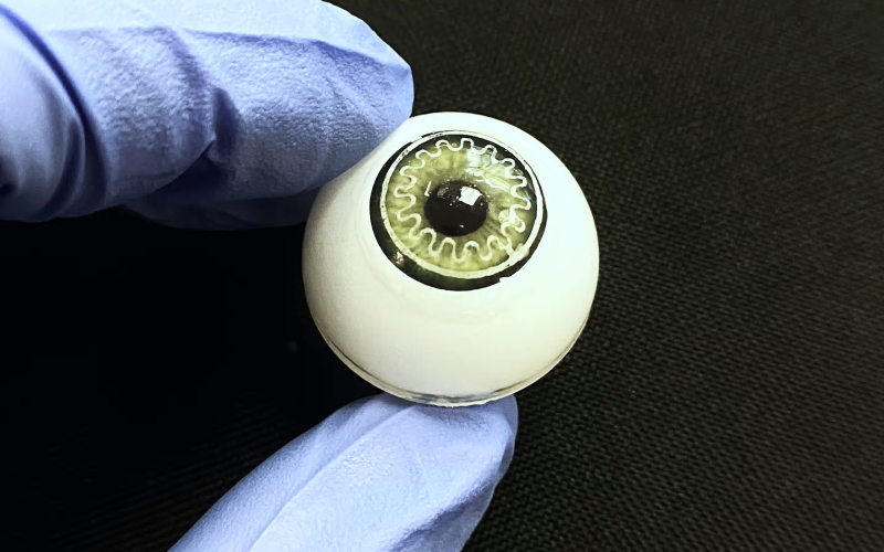 Модель глаза демонстрирует «умную» контактную линзу для измерения давления, созданную с помощью новой процедуры.