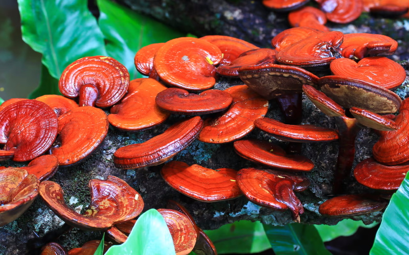 Материал биоразлагаемой подложки MycelioTronic изготовлен из кожицы гриба Ganoderma lucidum.
