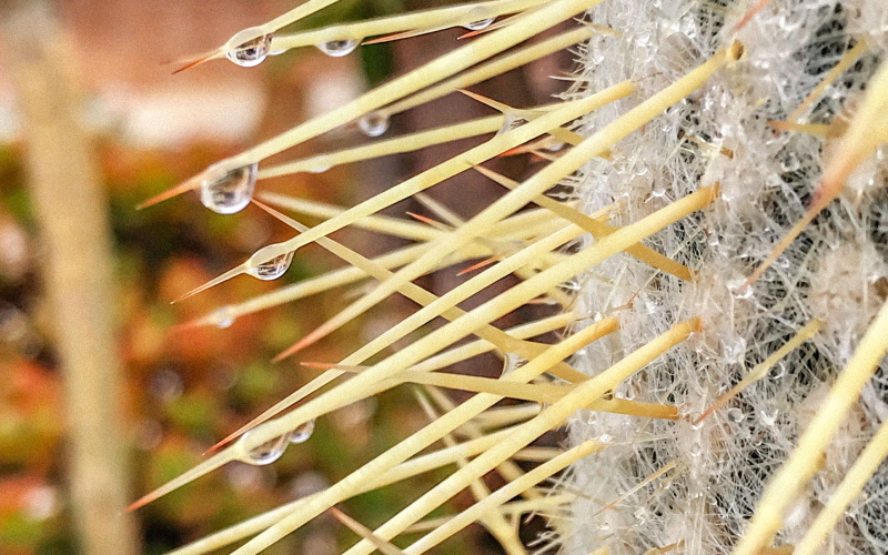 Кактусовые растения используют давление Лапласа, чтобы втягивать капельки воды, которые образуются на концах их иголок.