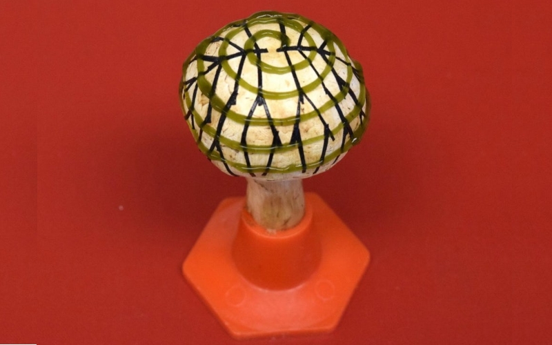 Электродная сеть (разветвленный рисунок) и цианобактерии (спиральный рисунок) были напечатаны 3D-принтером на грибе для генерации электроэнергии..