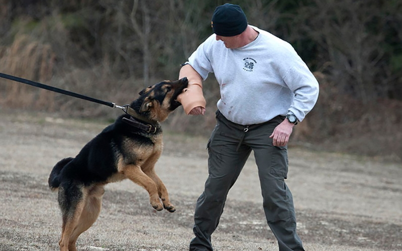 Новый защитный рукав для тренировки собак изготовлен из комбинации силикона и кевлара.