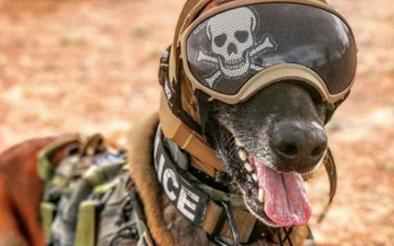Разработана система защиты слуха для военных служебных собак.