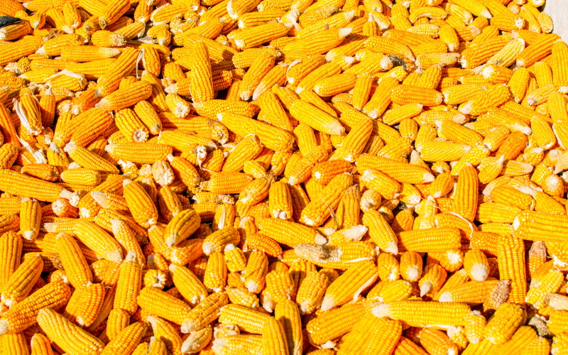 Наноразмерные частицы оксида алюминия повысят урожайность кукурузы.