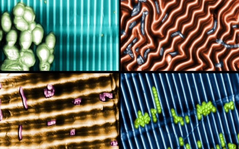 Четыре разные нанотекстурированные поверхности, с которыми бактерии взаимодействуют по-разному.