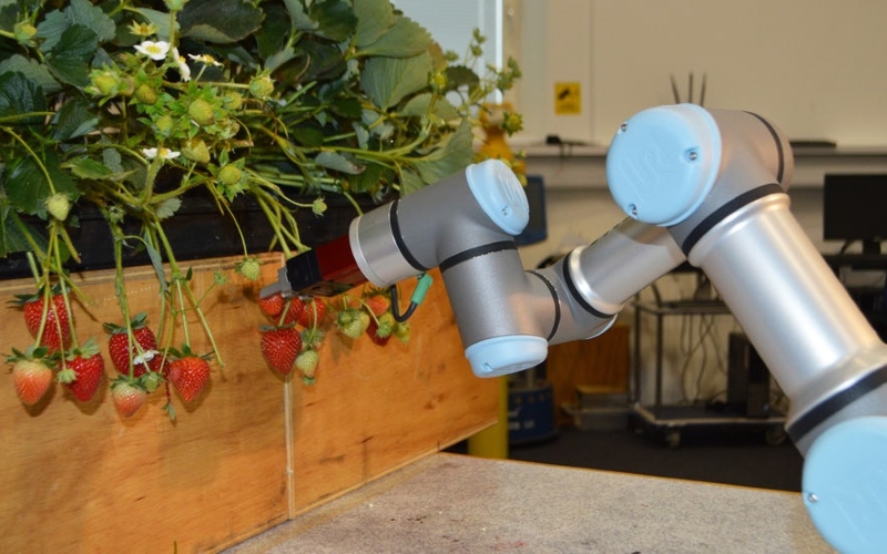 Новый робот создан для решения проблемы нехватки рабочей силы на британских земляничных фермах.