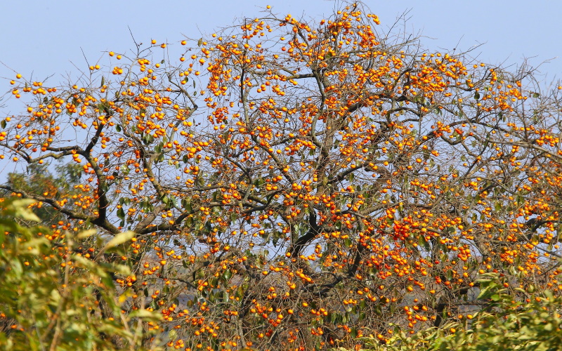 Североамериканское съедобное лиственное лесное дерево Diospyros virginiana будет включать название коренных народов и станет Diospyros pessamin.