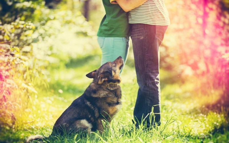 Исследования нашли корреляцию между владением домашним животным и более высоким удовлетворением отношениями между партнерами.