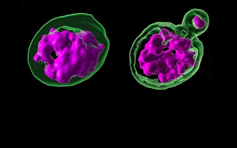 Трехмерный рендер клетки с неповрежденным ядром (слева) и той, в которой оторвались хромосомы (с микроядром) (справа). ДНК помечена пурпурным цветом, а ядерная оболочка - зеленым.