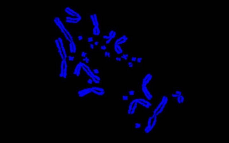 Микроскопические изображения хромосом в клетках ящериц выявляют крошечные микрохромосомы среди более крупных «нормальных».