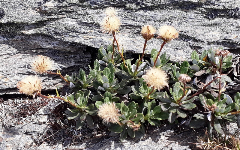 Eriogonum tiehmii - это вид цветкового растения, эндемичный для хребта Silver Peak округа Эсмеральда, штат Невада, США. Его единственная известная популяция находится под высоким риском уничтожения из-за предполагаемой добычи лития (используемого для аккумуляторов в электромобилях) австралийской компанией Ioneer.