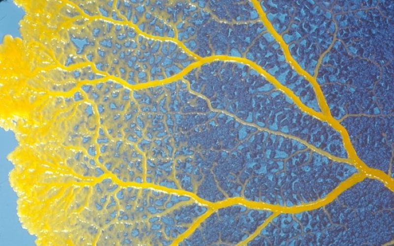 Исследователи обнаружили одноклеточную слизевую плесень без нервной системы, которая помнит места еды.