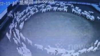 Жуткое видео странного феномена овец заставило мир ходить по кругу.