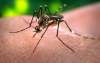 Ученые разрабатывают датчик для обнаружения комаров-переносчиков болезней.