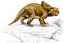 "Воротники" динозавров рода Protoceratops, вероятно, были результатом полового отбора.