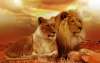 Новое исследование предполагает, что окситоцин можно использовать для интеграции перемещенных львов в новые прайды.