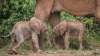 В Кении родились редкие двойняшки-слонята.